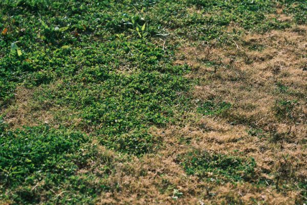 Gazon synthétique sous la chaleur du Var : Comment éviter la surchauffe en été ?